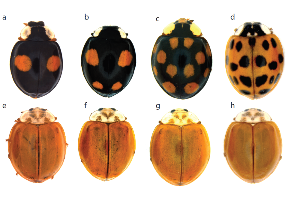 Du g notype au ph notype les motifs des coccinelles arlequins